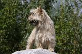 CAIRN TERRIER 433